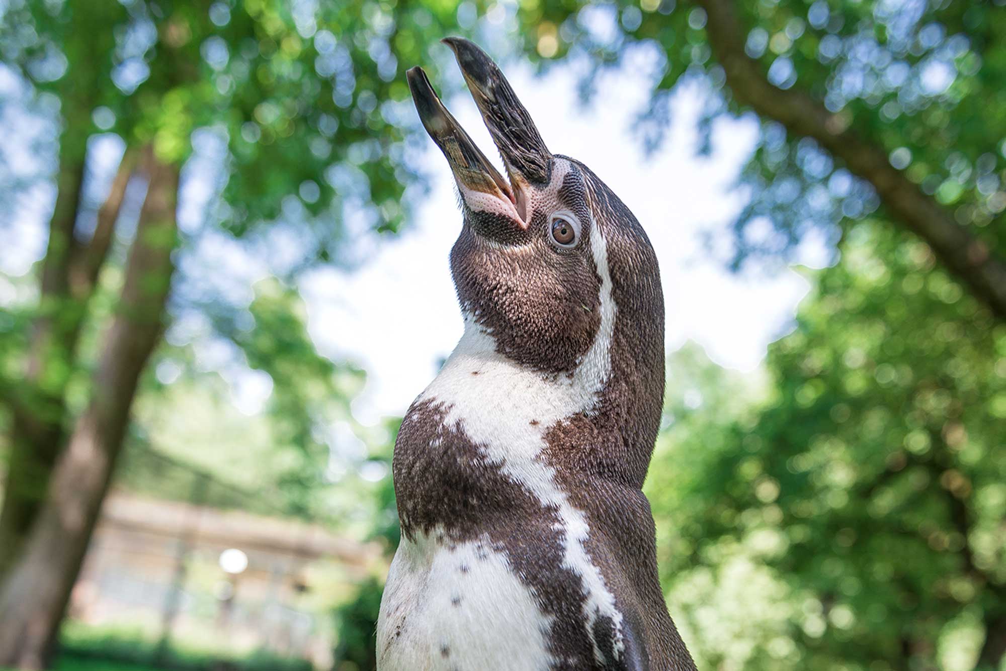 Hof Bremehr Verl Tiere Wasservogel Pinguin Zwergpinguine
