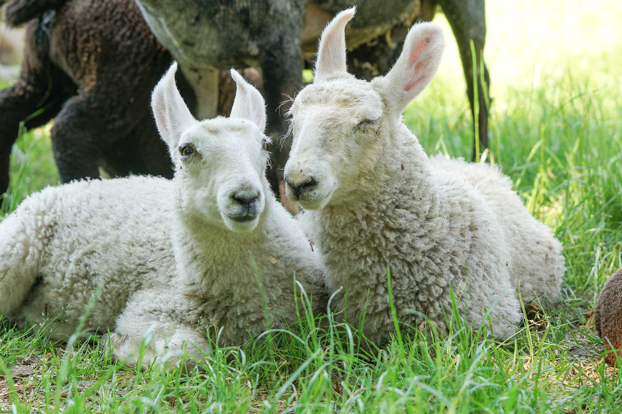 Hof Bremehr Lämmer Schafe Tiere