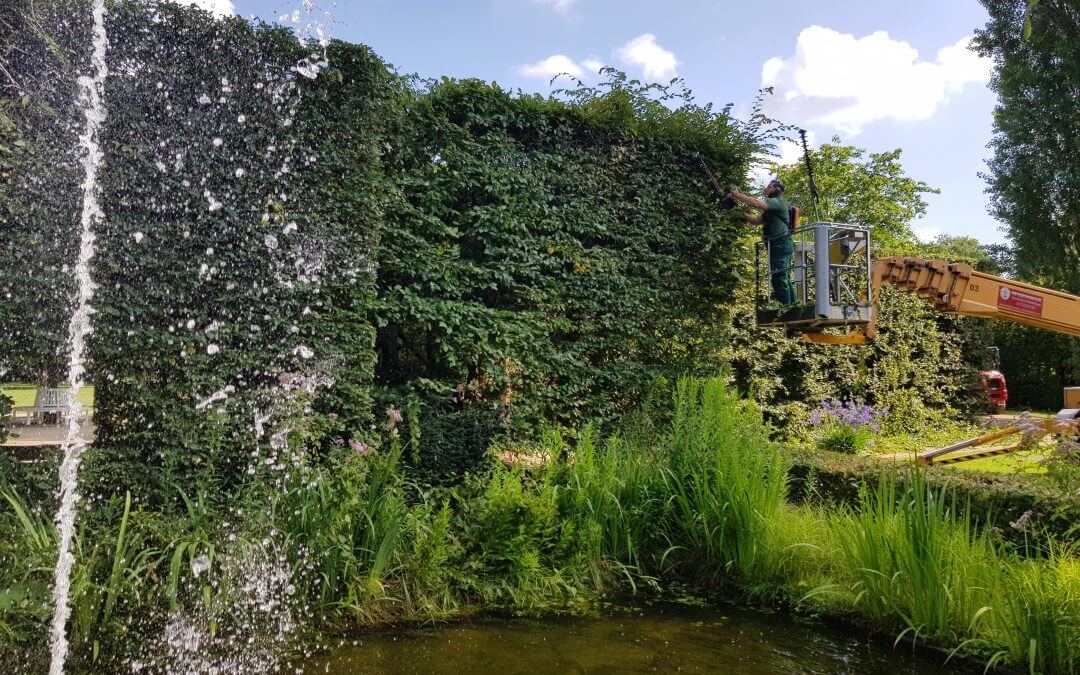 Sommerschnitt für den Heckengarten im „Botanischen“