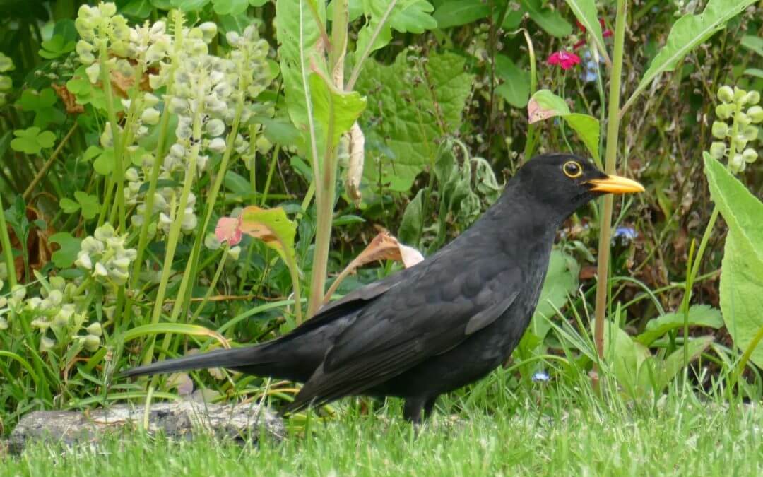 Von der Wildkräuterküche über Gartengestaltung bis in den Stadtpark