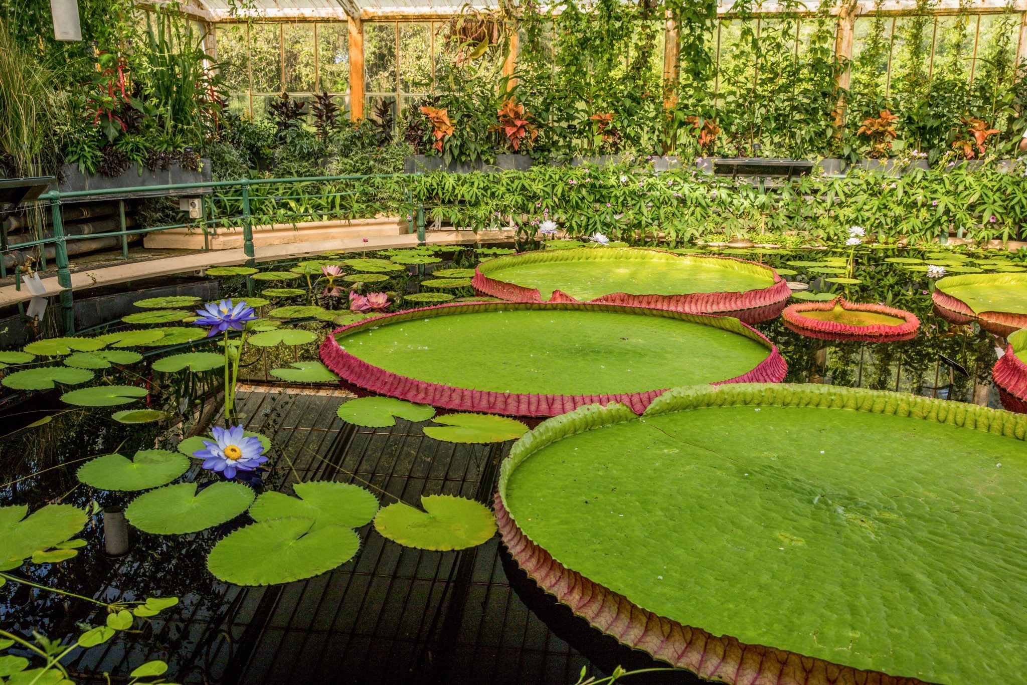 Waterlily House - Danielas Blog #18 – The Royal Botanic Gardens Kew