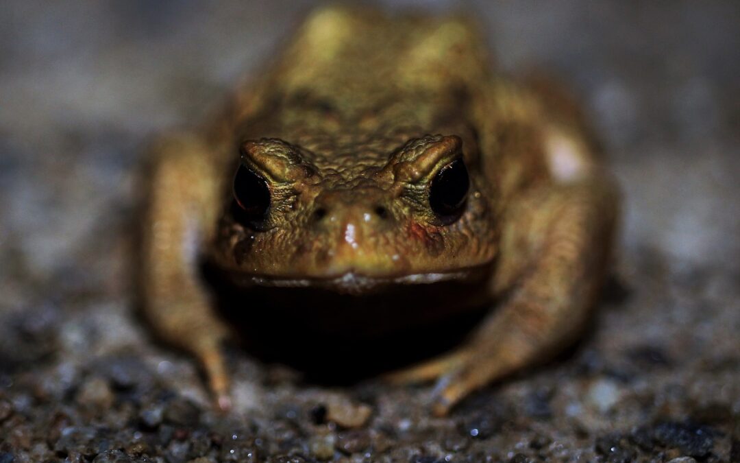 Amphibien wandern: Einige Straßen ab dem 13. Februar zeitweilig gesperrt