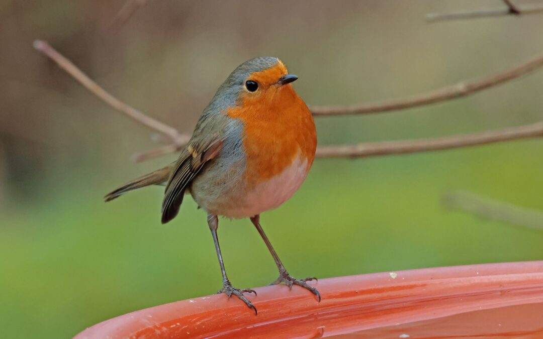 Lebendige Gärten: „Garden Birding – ein Garten für Vögel“