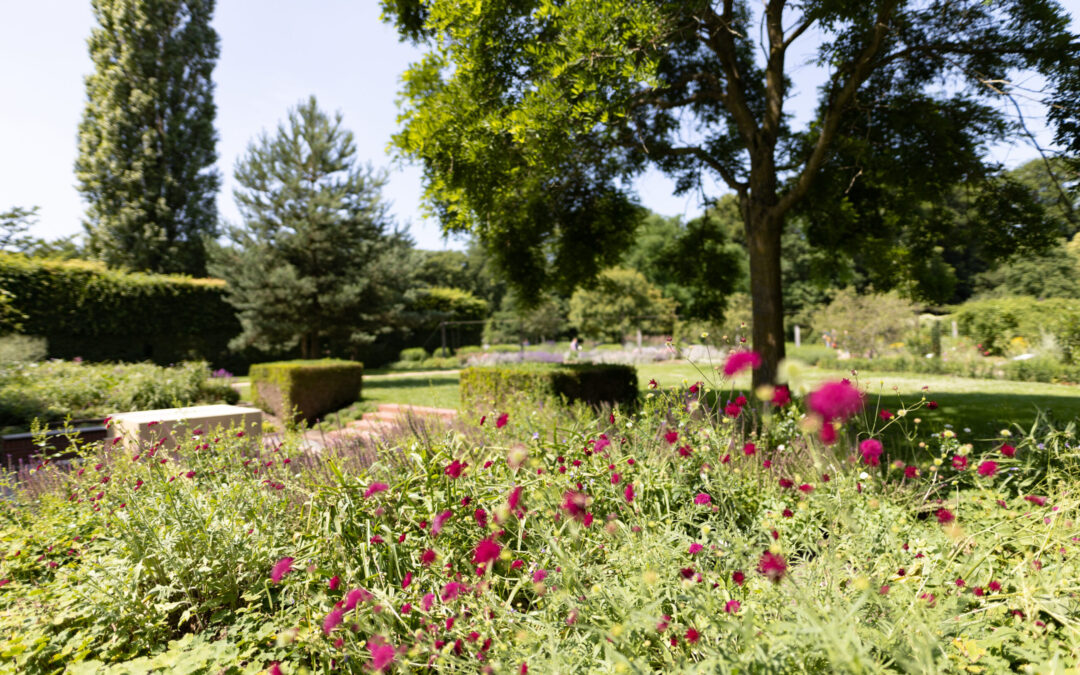 Hexenkräuterführung durch den Botanischen Garten