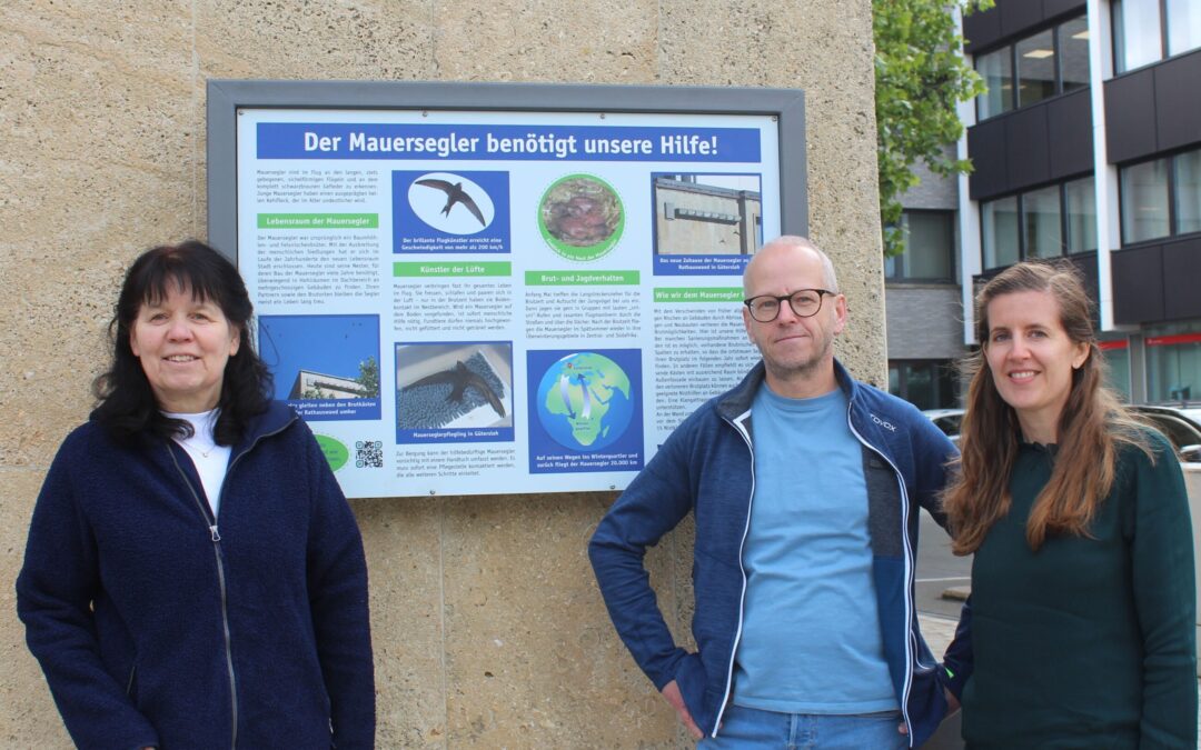 Mauersegler bekommen neue Nistkästen und eine Infotafel am Rathaus