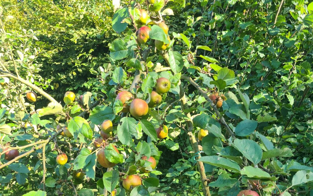 Obstbaumaktion für Gütersloher Bürgerinnen und Bürger