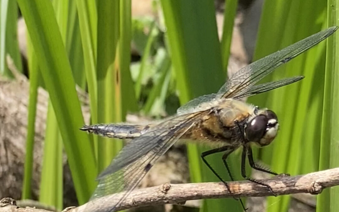 Abschluss des Projekts „gARTENreich“: Gütersloher Gärten als Vorreiter für Biodiversität