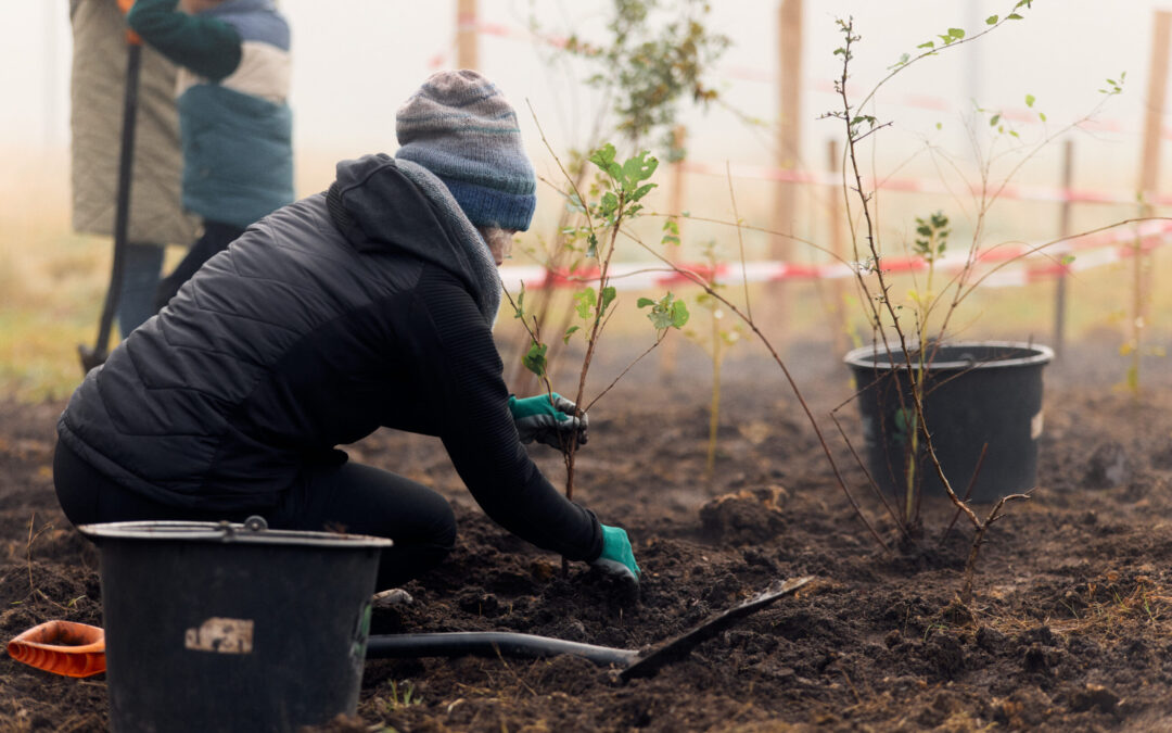 Erster Tiny Forest in Bielefeld