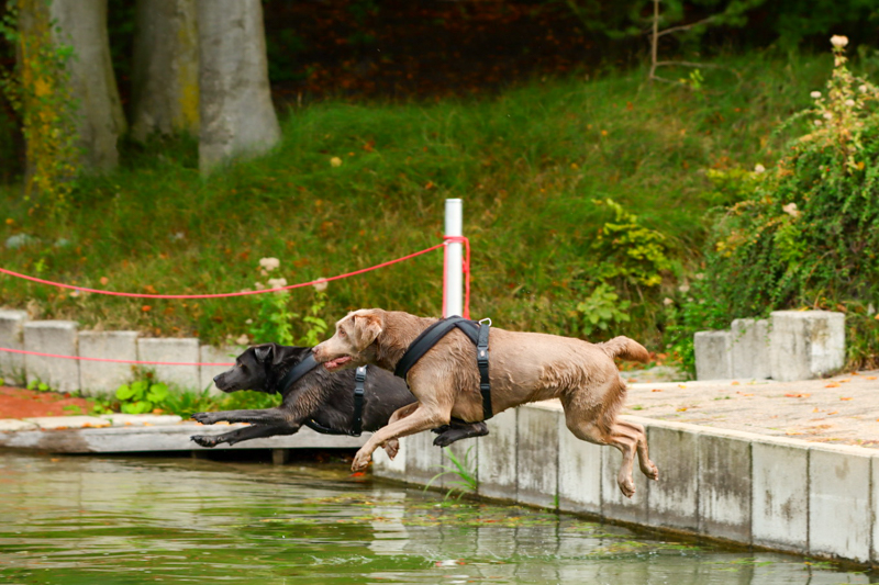 Hundeschwimmen im Waldbad am 13. Oktober