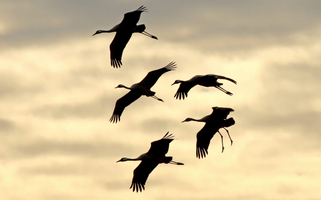 Insektenfreundliche Vorgartengestaltung und der Vogelzug im Klimawandel