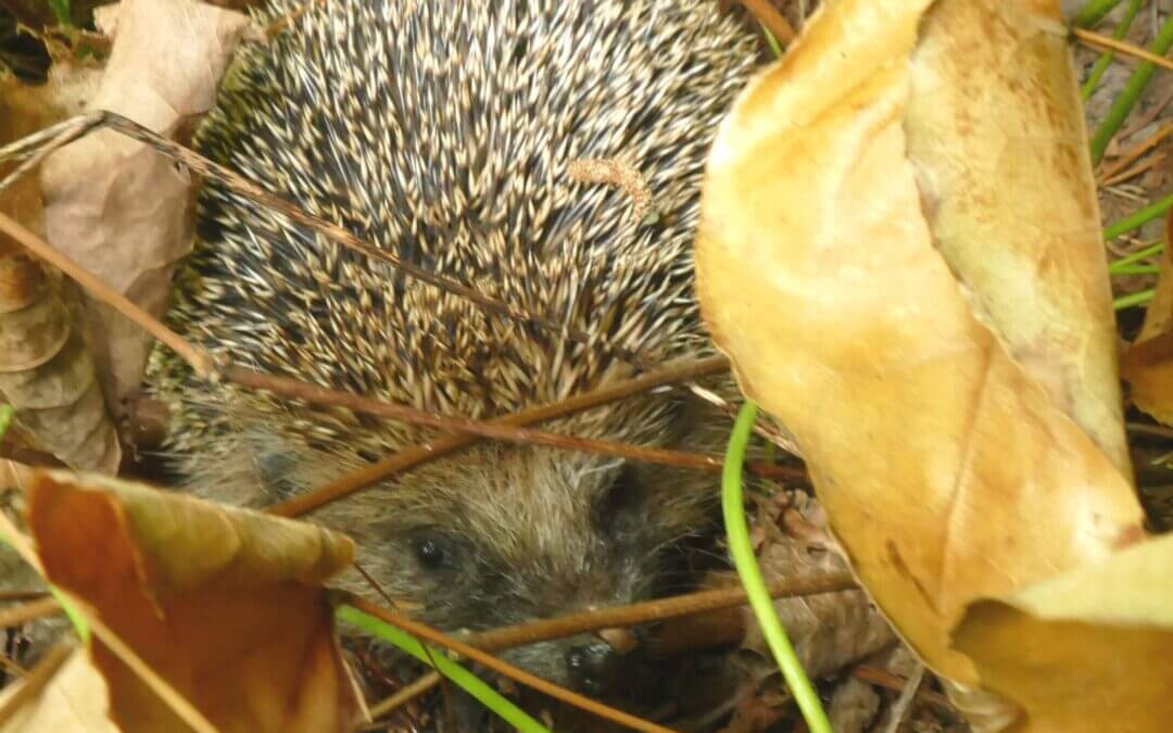 Die faszinierende Welt des Igels