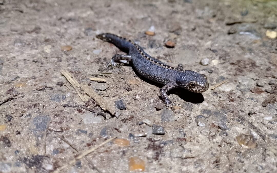 Nächtliche Straßensperrungen zum Schutz der Kröten und Molche ab Donnerstag, 20. Februar