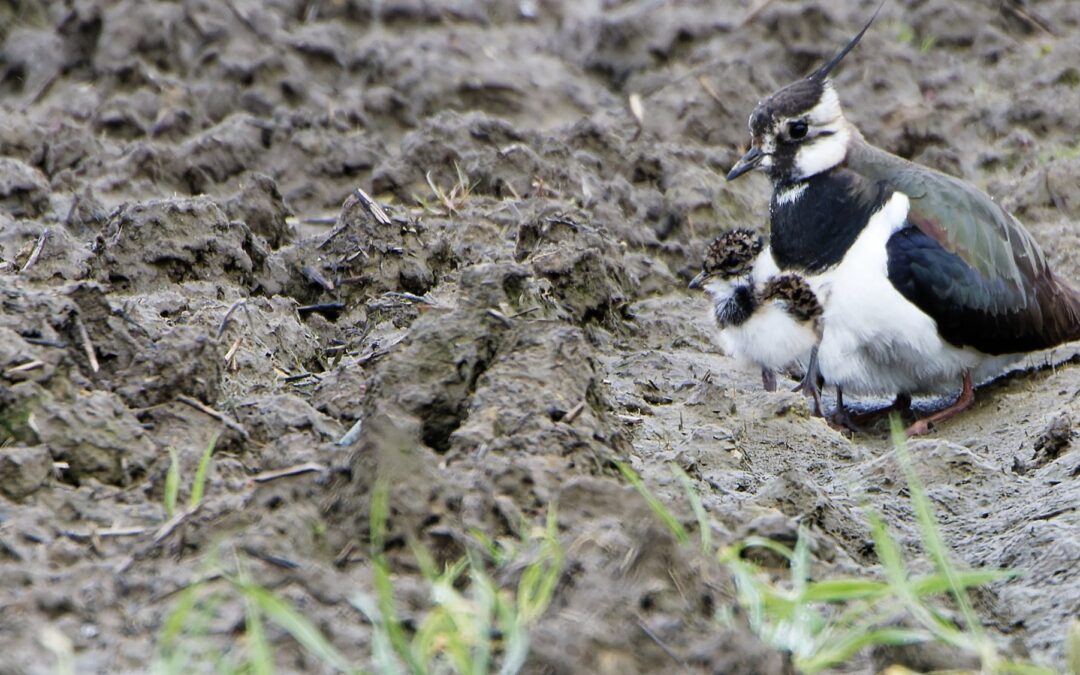 Achtung Brutzeit: Rücksicht nehmen auf Vögel und Wildtiere