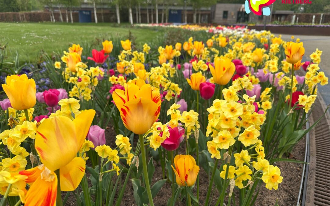 Blumenzwiebeln suchen ein neues Zuhause