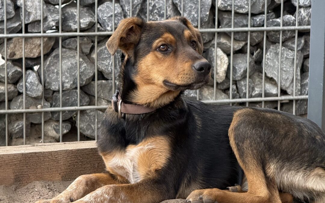 ANNA‘S BLOG EIN HERZ FÜR TIERE