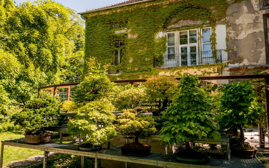 EXOTIK IM FÜVÉSZKERT