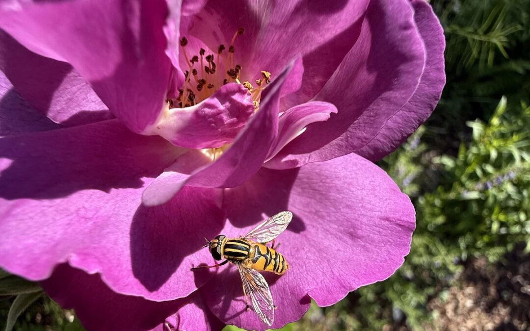 WIE EIN GARTEN DAS SUMMEN ZURÜCKBRACHTE
