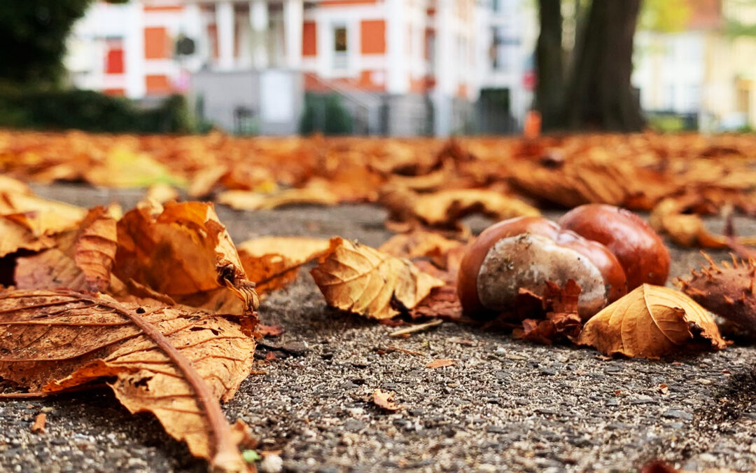 Laubsammlung startet am Montag, 3. November