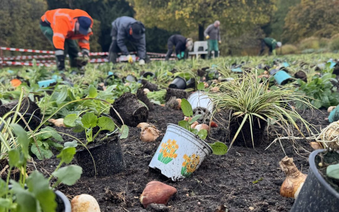 Vorbereitungen für Tulpenpracht im Botanischen Garten