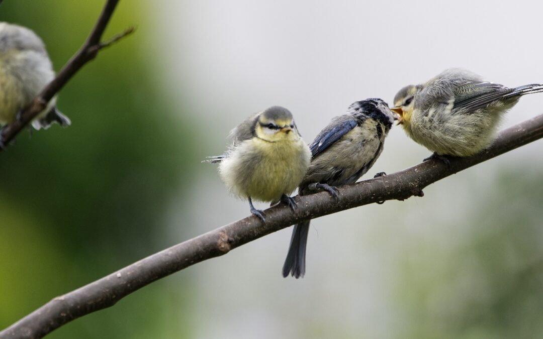 Frühlingszeit ist Brutzeit – Vögel und Wildtiere brauchen Schutz