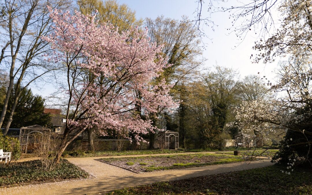 Hanami in Gütersloh und ein Spaziergang ins Grüne