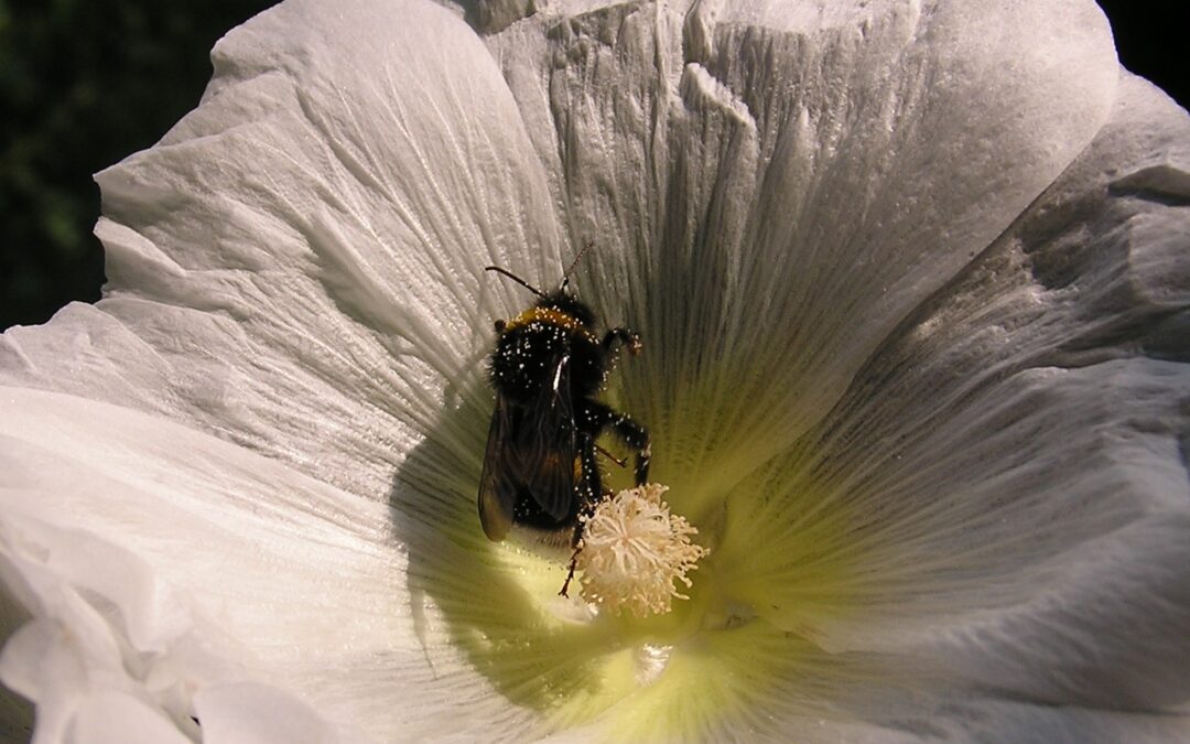 Noch freie Plätze beim Vortrag „Mein Garten brummt“